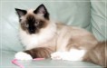 /album/kitty/kitty-2014042106-jpg/
